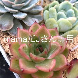 mamaだJさん専用 多肉植物本(趣味/スポーツ/実用)