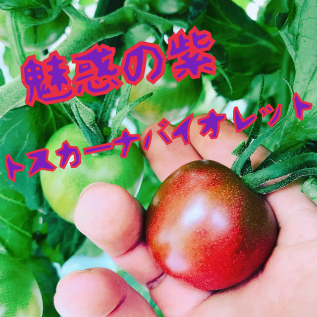 解禁【熱海産♨無農薬】カラフルミニトマト 約1㎏ 食品/飲料/酒の食品(野菜)の商品写真