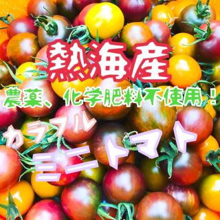 解禁【熱海産♨無農薬】カラフルミニトマト 約1㎏(野菜)