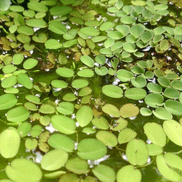 メダカの浮き草3種セット オマケ付きの通販 By Mizuoto S Shop ラクマ メダカの浮き草3種セット オマケ付きの通販 By Mizuoto S Shop ラクマ