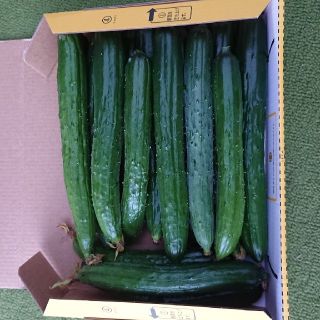 新鮮きゅうり20本前後(野菜)