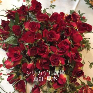 ミニバラ  ドライフラワー★ミニ薔薇シリカゲル乾燥お試し20輪セット★おまけ付き(ドライフラワー)