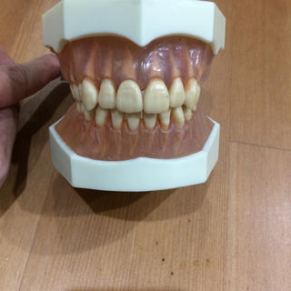 歯 顎模型の通販 39点 | フリマアプリ ラクマ