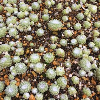巻絹 子株3つ センペルビウム 多肉植物の通販 By さやか S Shop ラクマ 巻絹 子株3つ センペルビウム 多肉植物の通販 By さやか S Shop ラクマ