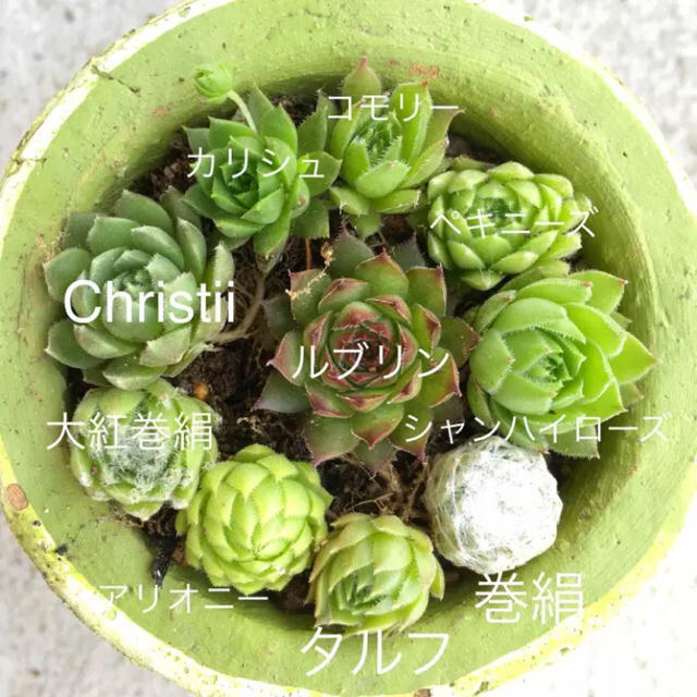 センペルビウム「コモリー」多肉植物 植物 | ggstudyabroad.com