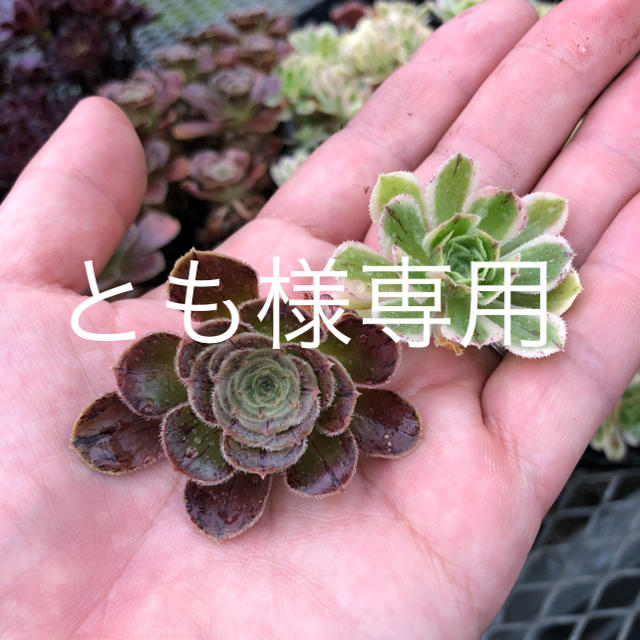 とも様専用ページです。 多肉植物 ハンドメイドのフラワー/ガーデン(その他)の商品写真