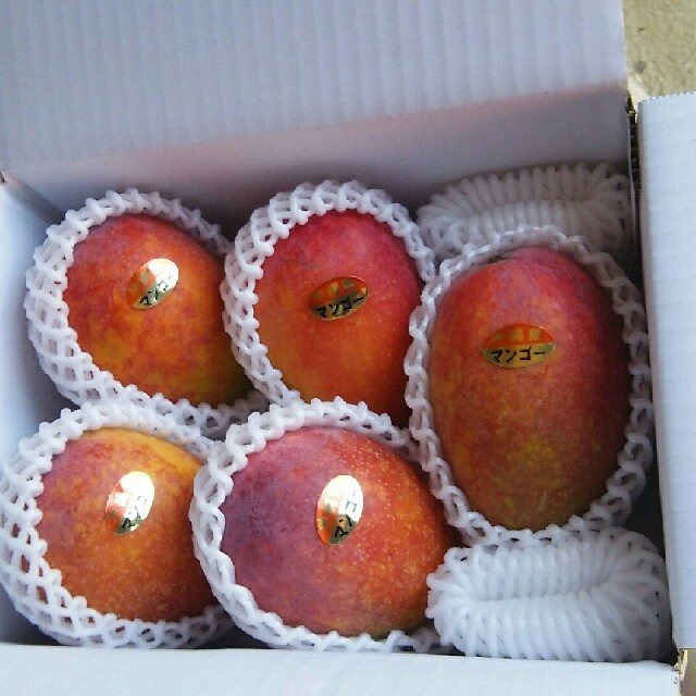 沖縄県産  マンゴー  農家直送(^.^) 食品/飲料/酒の食品(フルーツ)の商品写真