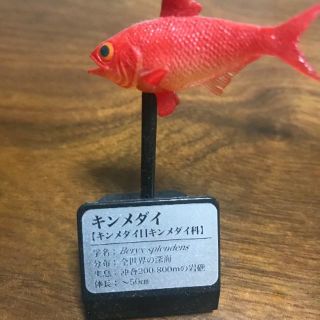 カイヨウドウ(海洋堂)の海洋堂:キンメダイフィギア(その他)