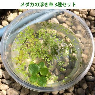 メダカの浮き草3種セット オマケ付き(アクアリウム)