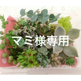 多肉植物(その他)