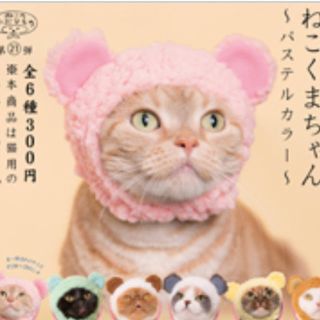 かわいいかわいい ねこくまちゃん (猫)