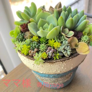 ママ様*専用page 多肉植物 寄せ植えの通販 by 9ra.'s shop|ラクマ