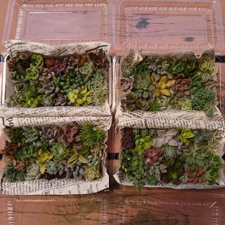 こたまま様専用 多肉植物 カット苗 詰め合わせ(その他)