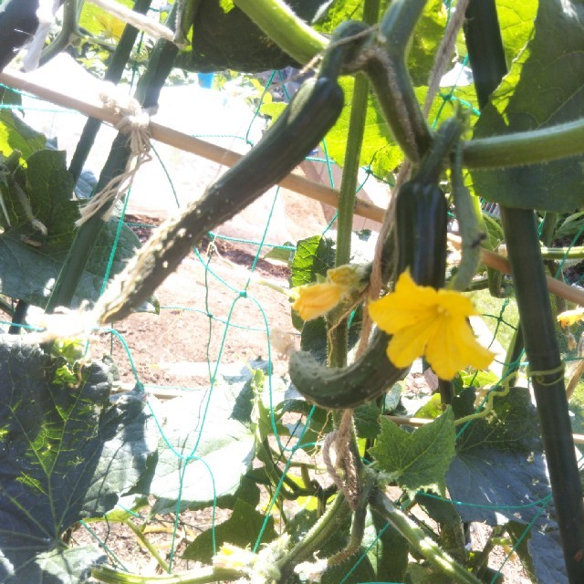 採れたて♪土からこだわったお野菜80サイズ 食品/飲料/酒の食品(野菜)の商品写真