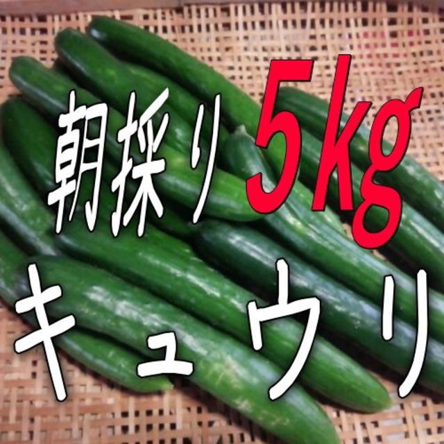 朝採りキュウリ5㎏☆有機栽培♪山形県産 食品/飲料/酒の食品(野菜)の商品写真