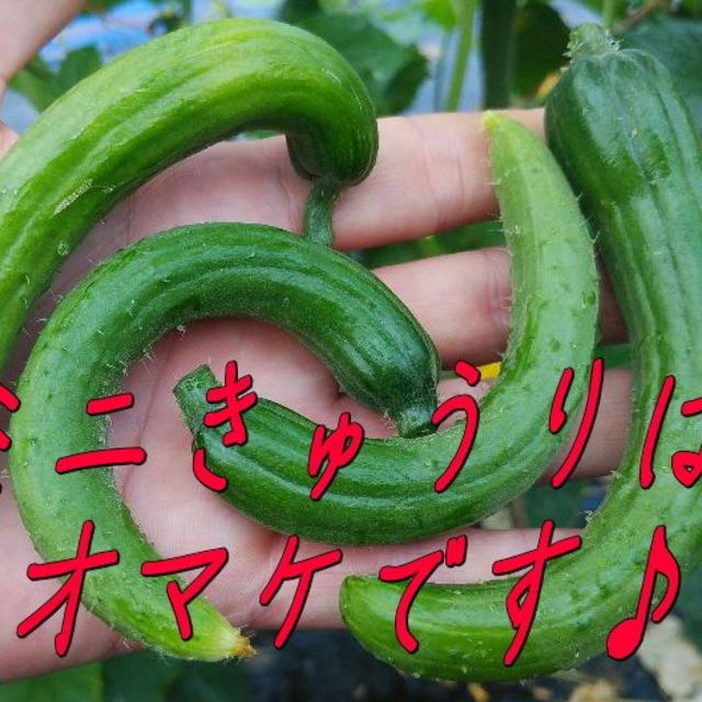 朝採りキュウリ5㎏☆有機栽培♪山形県産 食品/飲料/酒の食品(野菜)の商品写真