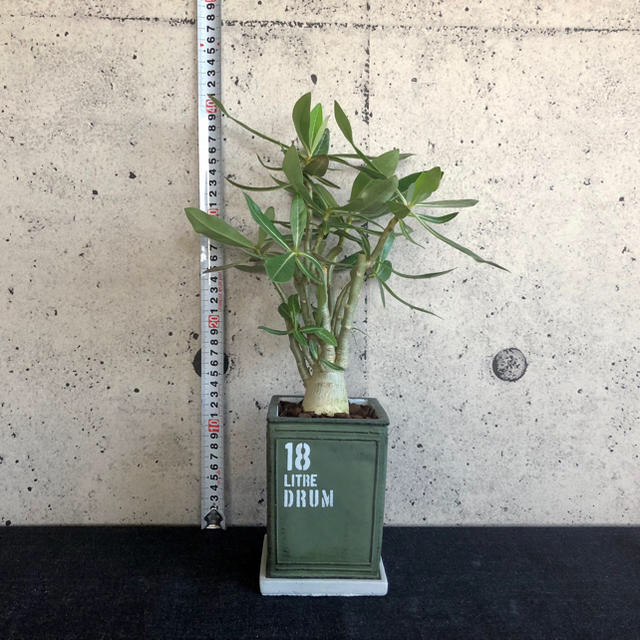 アデニウム「砂漠のバラ」　塊根植物　グリーンポット　※送料込み ハンドメイドのフラワー/ガーデン(その他)の商品写真