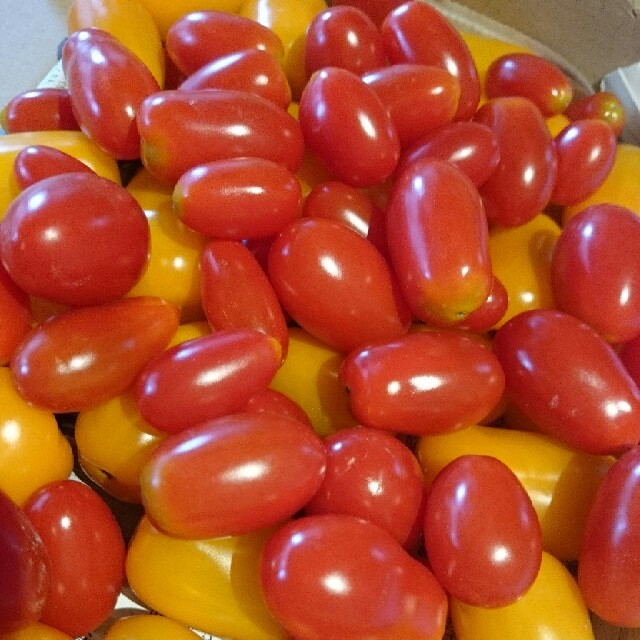 フルーツトマト  新潟産  1kg 食品/飲料/酒の食品(野菜)の商品写真