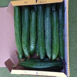 新鮮きゅうり20本前後(野菜)