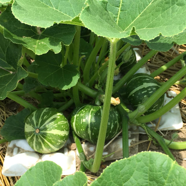 減農薬 野菜セット 80 食品/飲料/酒の食品(野菜)の商品写真