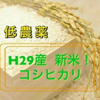 会津産‼一等米コシヒカリ10kg!!(米/穀物)