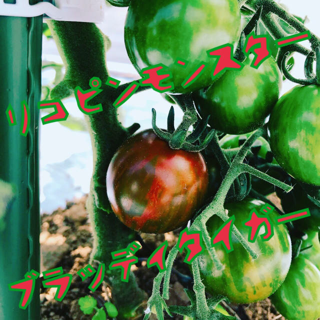 解禁【熱海産♨無農薬】カラフルミニトマト 約2㎏ 食品/飲料/酒の食品(野菜)の商品写真