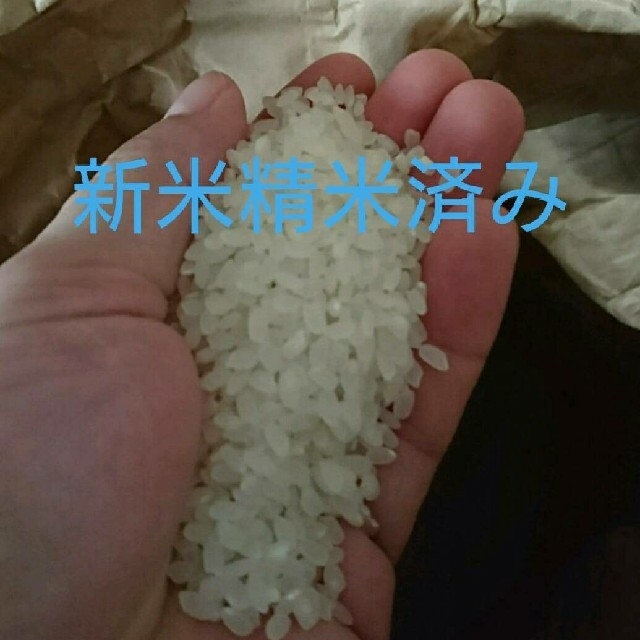 新米、お米、高級 食品/飲料/酒の食品(米/穀物)の商品写真