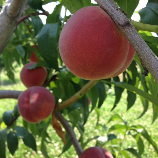 旬🍑ワッサー🍑ネクタリン 食品/飲料/酒の食品(フルーツ)の商品写真