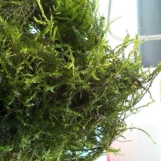 ウィローモス❇50g(アクアリウム)