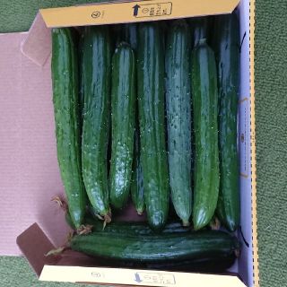 新鮮きゅうり20本前後(野菜)