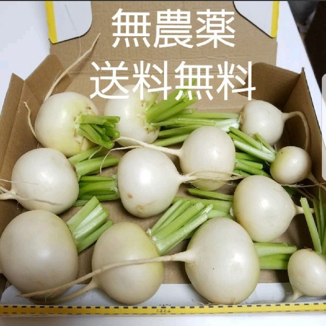 【送料無料】サラダカブ『雪の華』コンパクト便 食品/飲料/酒の食品(野菜)の商品写真