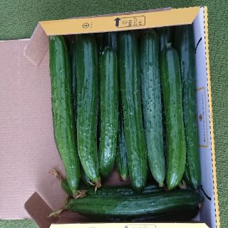 新鮮きゅうり20本前後(野菜)