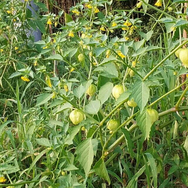 トマティーヨ完全無農薬 約600㌘ 食品/飲料/酒の食品(野菜)の商品写真