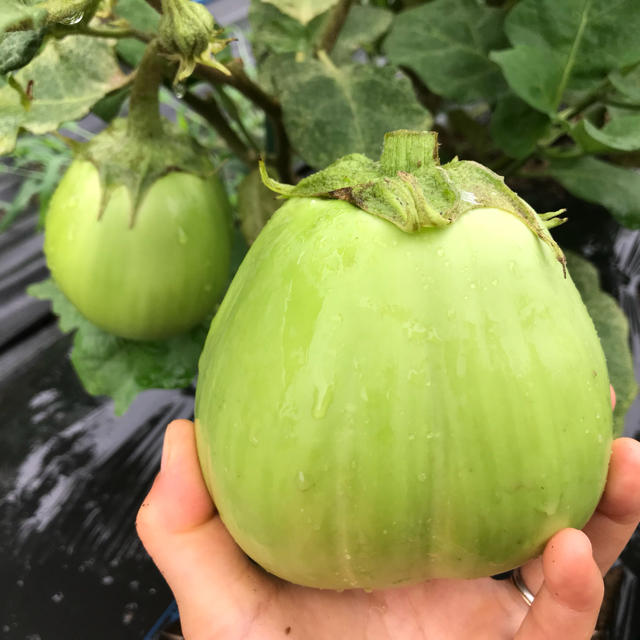 台風まえなので【埼玉青大丸茄子】10個 食品/飲料/酒の食品(野菜)の商品写真