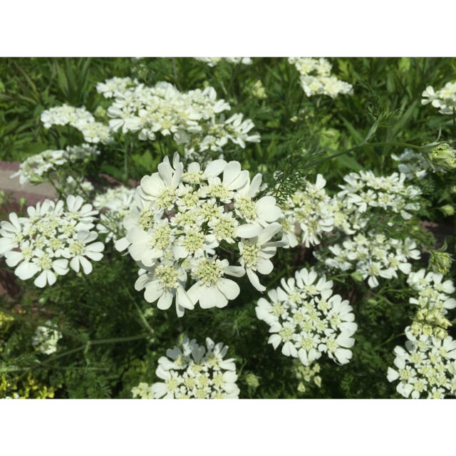 オルレアの種 ホワイトレースフラワー 花の種の通販 By 花あそび S Shop ラクマ オルレアの種 ホワイトレースフラワー 花の種の通販 By 花あそび S Shop ラクマ