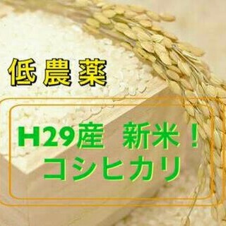 坂潤様専用‼コシヒカリ10kg!!(米/穀物)