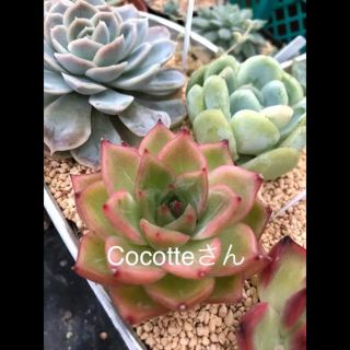 Cocotteさん専用 多肉植物(その他)