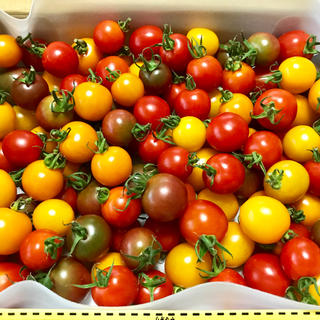 色鮮やか！無農薬カラフルミニトマト1kg！(野菜)