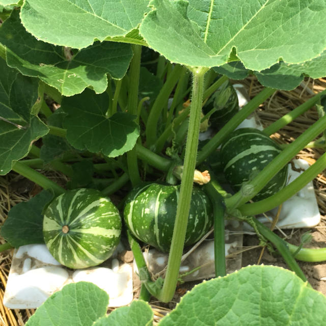 低農薬 野菜セット 80 食品/飲料/酒の食品(野菜)の商品写真