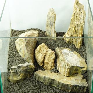 【現物出品】③特大！木化石　17キロセット