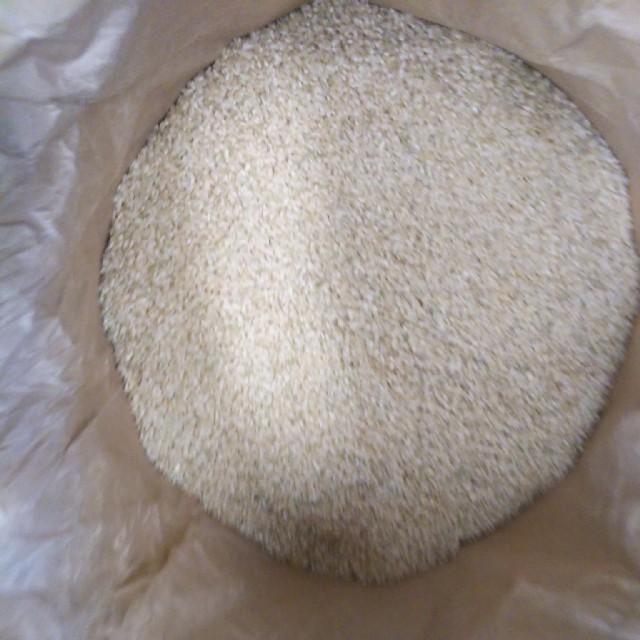 米/穀物　玄米30kg　石川県産コシヒカリ