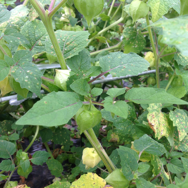 値下げいたしました 山梨県産 食用ほおずき 無農薬 旬のフルーツ 野菜 健康維持の通販 By ゆるり S Shop ラクマ 値下げいたしました 山梨県産 食用ほおずき 無農薬 旬のフルーツ 野菜 健康維持の通販 By ゆるり S Shop ラクマ