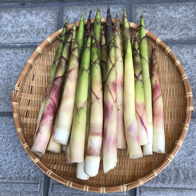 青森県産 根曲がり竹 瓶詰めの通販 By たまちゃん S Shop ラクマ 青森県産 根曲がり竹 瓶詰めの通販 By たまちゃん S Shop ラクマ