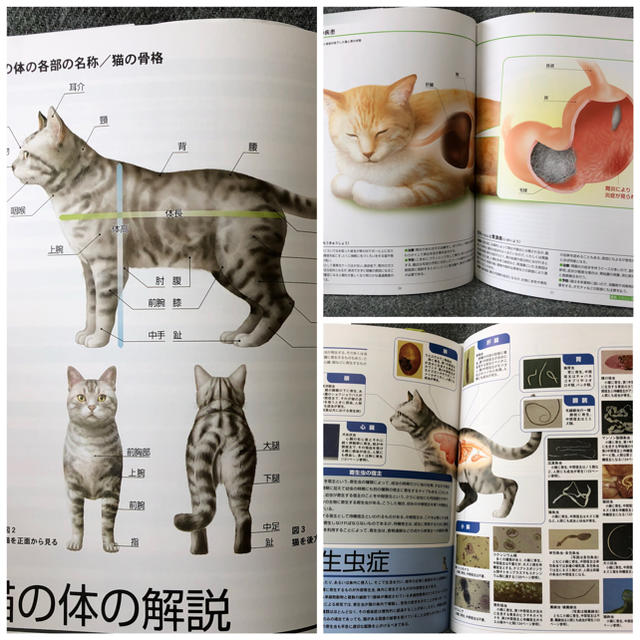 美品】くわしい猫の病気大図典の通販 by Mi's shop|ラクマ 美品】くわしい猫の病気大図典の通販 by Mi's shop|ラクマ