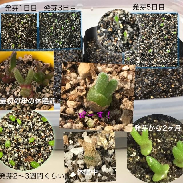 うさぎの耳 多肉植物 モニラリア 種10粒 詳しい育て方の説明書付き の通販 By お香とお多肉さん 翌日発送 S Shop ラクマ うさぎの耳 多肉植物 モニラリア 種10粒 詳しい育て方の説明書付き の通販 By お香とお多肉さん 翌日発送 S Shop ラクマ