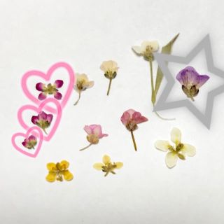 まな子。様専用🌼アリッサムの押し花(各種パーツ)