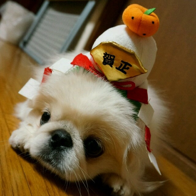 新年 年賀状撮影等に 犬用鏡餅かぶりものの通販 By ゆきんこ ﾟ S Shop ラクマ