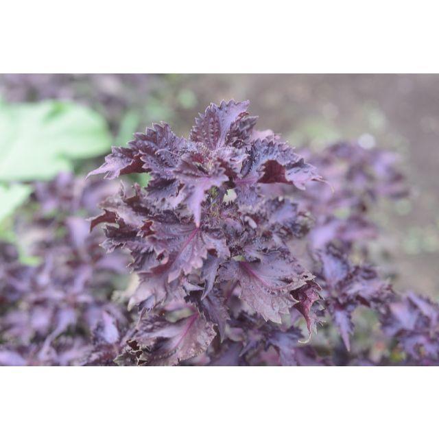 赤紫しそ５００ｇ無農薬 食品/飲料/酒の食品(野菜)の商品写真