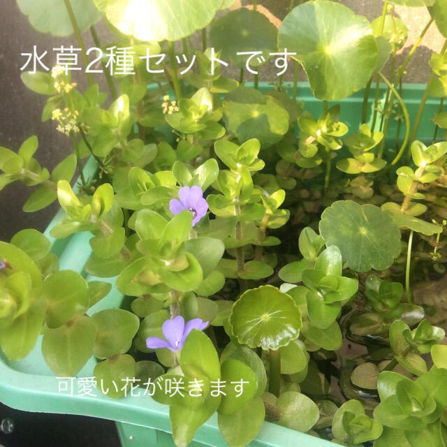 ビオトープ水草2種セットの通販 By ゆたか S Shop ラクマ ビオトープ水草2種セットの通販 By ゆたか S Shop ラクマ