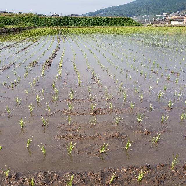 農家のお米お譲りします。佐賀県産特A夢しづく 食品/飲料/酒の食品(米/穀物)の商品写真